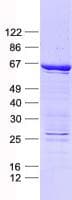 Human ELF2 / NERF Protein (Recombinant His, N-Terminal)