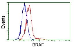 BRAF / B-Raf Antibody (clone OTI1D2)