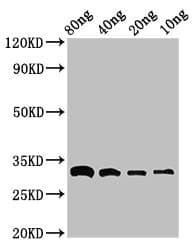 Beta-Lactamase CTX-M-1 Antibody