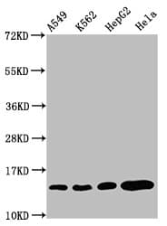 Polyclonal Rabbit anti-Human HIST1H2BN Antibody (WB)