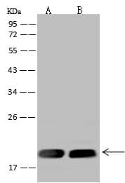 MRPL20 Antibody