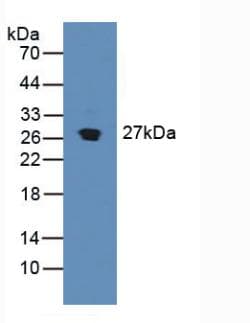 SDF4 Antibody (aa184-382)