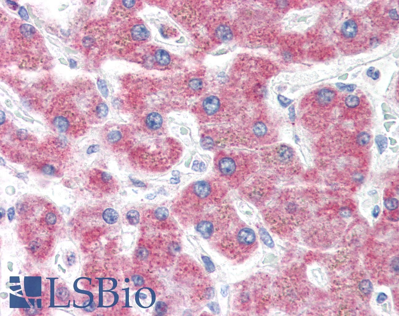 IHC-plus™ Polyclonal Rabbit anti-Human KIAA0152 / MLEC Antibody (N-Terminus, IHC)