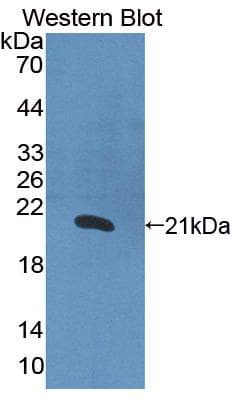 IL1A / IL-1 Alpha Antibody (aa113-271)