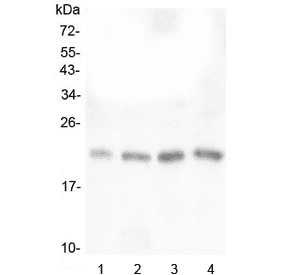 TAF12 Antibody