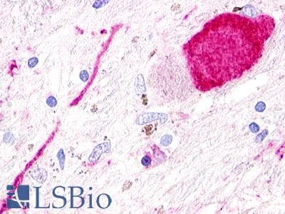 PathPlus™ GPR173 / SREB3 Antibody (Transmembrane Domain)