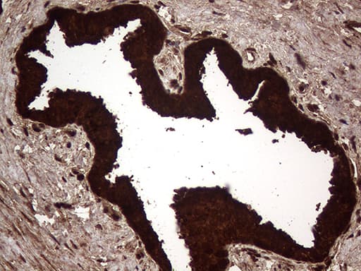 AGR2 Antibody (aa21-175, clone OTI5F1)