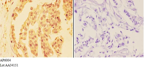 DHX36 Antibody