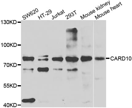 CARD10 / CARMA3 Antibody