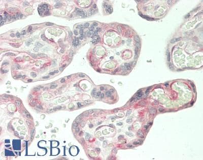 KIND2 / FERMT2 Antibody (clone 25A4, Carrier-free)