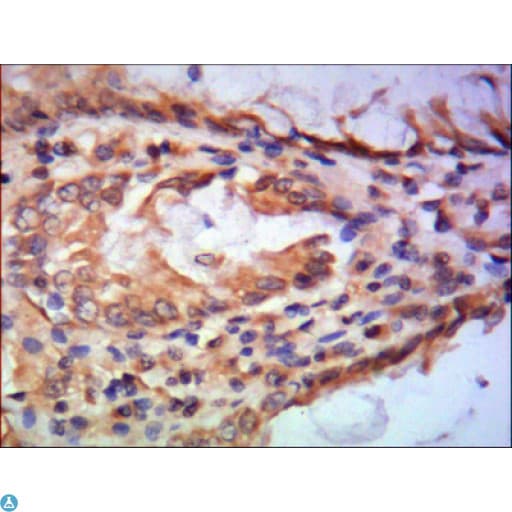 TFIIB Antibody