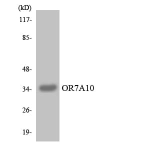 OR7A10 Antibody (aa253-302)