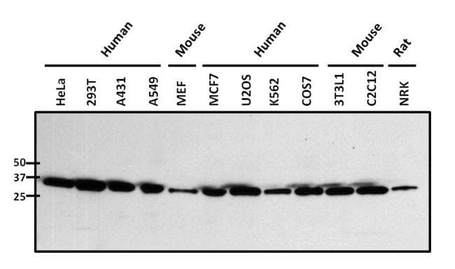 Goat Anti-Rabbit IgG Secondary Antibody (HRP)