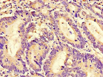 Polyclonal Rabbit anti-Human RGS4 Antibody