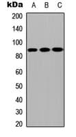 CPXM2 Antibody (Internal)
