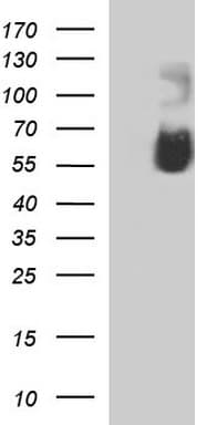 SIGLEC7 / CD328 Antibody (clone OTI1A1)