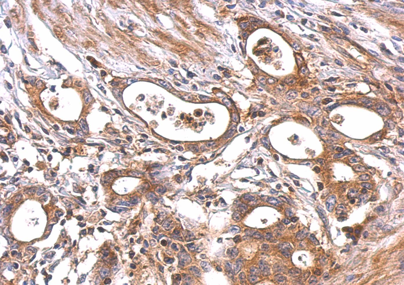 MC1R Antibody (aa253-317)