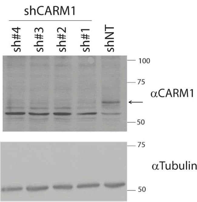 Monoclonal Mouse anti-Human PRMT4 / CARM1 Antibody (clone 3H2, IHC, IF, WB)
