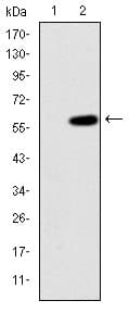 Monoclonal Mouse anti-Human MAP3K2 / MEKK2 Antibody (clone 4B4, IHC, IF, WB)