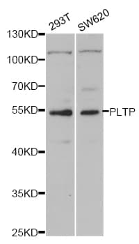 Polyclonal Rabbit anti-Human PLTP Antibody (IHC, WB)