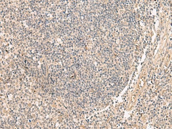 PD2 / PAF1 Antibody