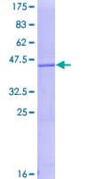 Human REG3A Protein (Recombinant GST)