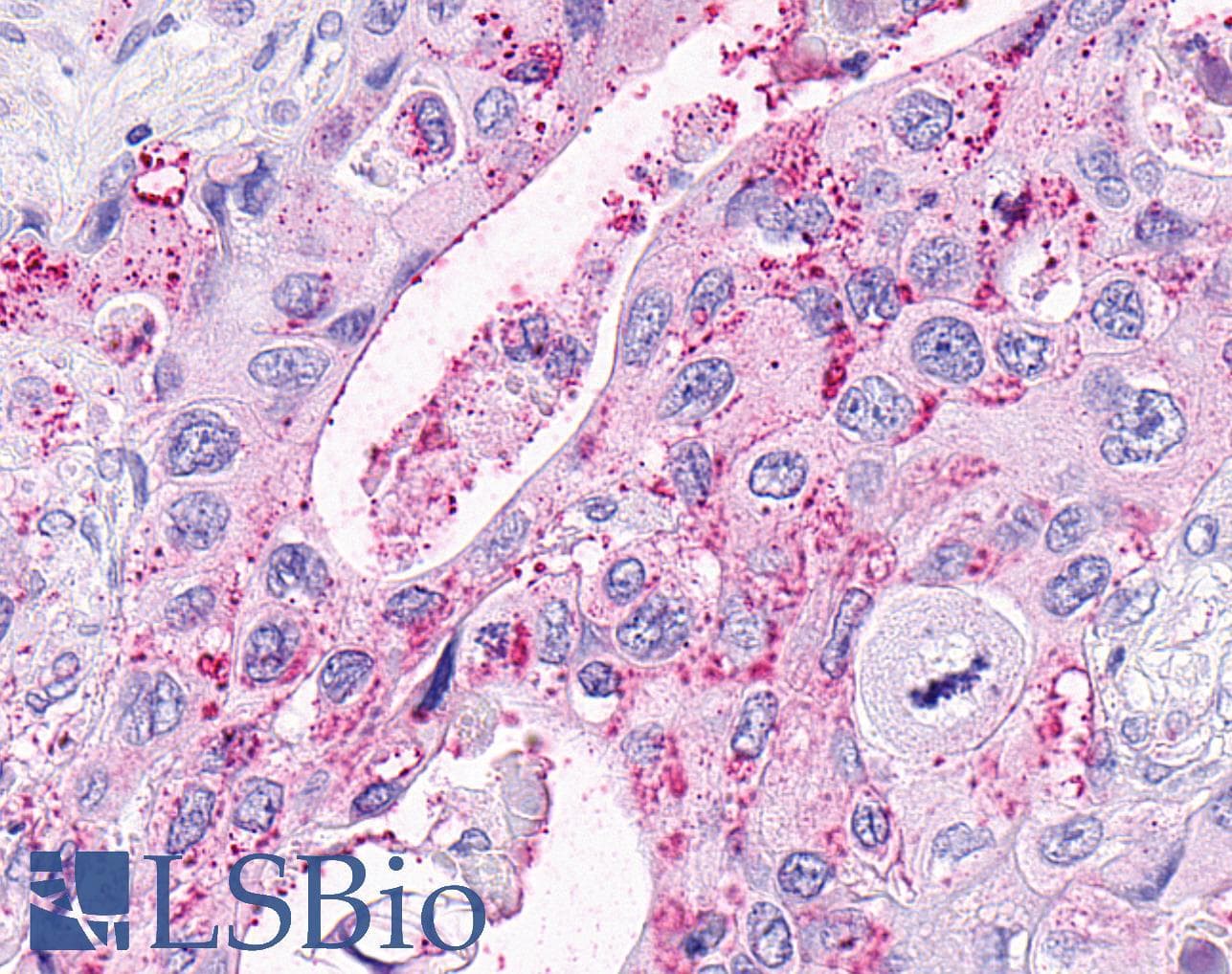 PathPlus™ OXER1 Antibody (C-Terminus)
