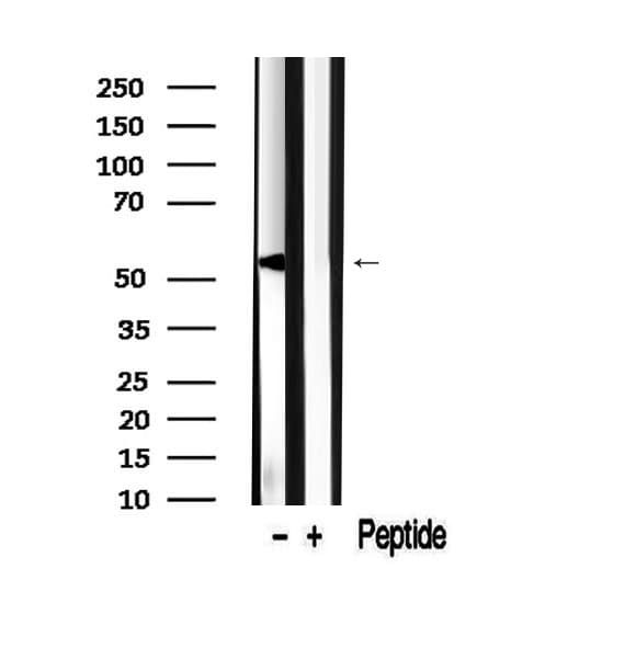 SLC30A3 / ZNT3 Antibody