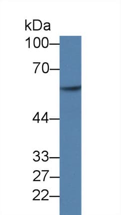 NUCB2 / Nucleobindin 2 Antibody (aa25-104)