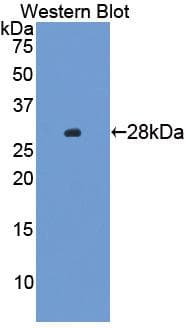 SSFA2 Antibody (aa587-802)