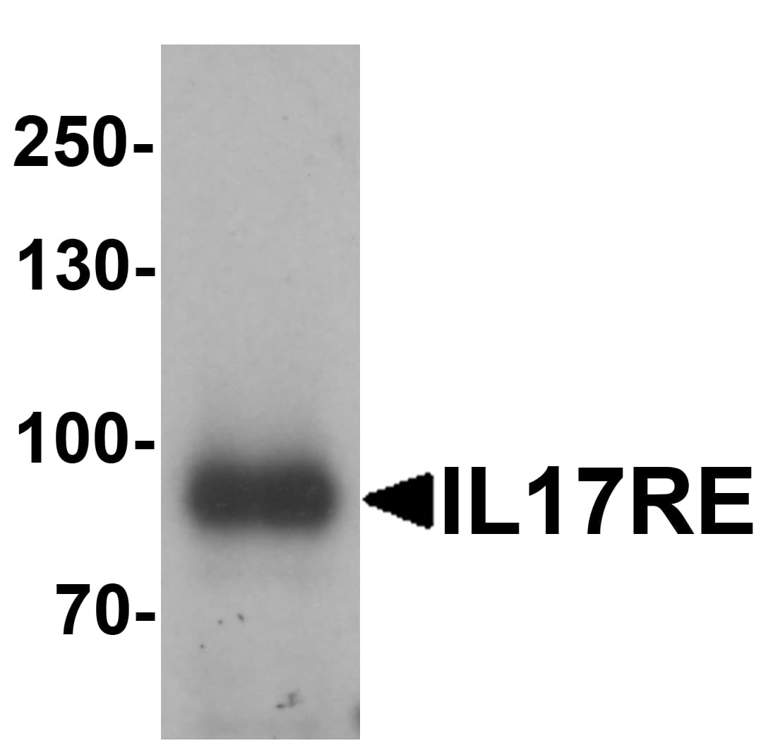 IHC-plus™ IL17RE Antibody