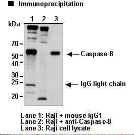 CASP8 / Caspase 8 Antibody (clone 5D3)