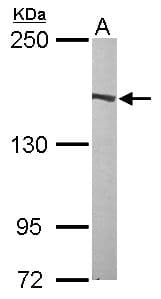 FLII / FLI Antibody (aa435-778)