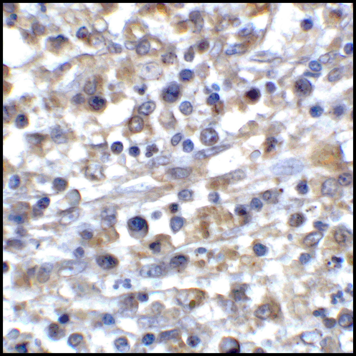 CD80 Antibody (clone 7A2)