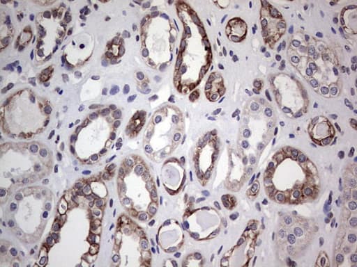 SH3P7 / HIP-55 Antibody (clone OTI6C9, Carrier-free)