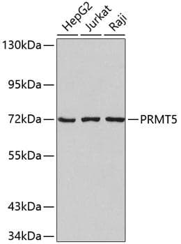 PRMT5 Antibody