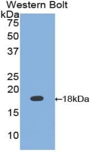 Calmodulin Antibody (aa1-149)