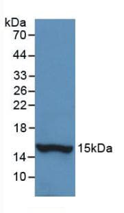 HTN1 / Histatin-1 Antibody (aa20-57, PE)