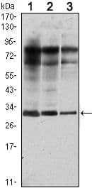 RAB25 Antibody (clone 3F12)