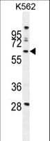 Polyclonal Rabbit anti-Human WDR49 Antibody (aa550-579, IHC, WB)