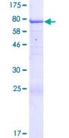 Human ANKMY2 Protein (Recombinant GST)