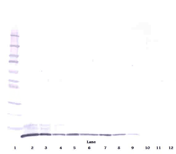 MIP2 / GRO2 / CXCL2 Antibody