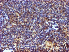 C1orf50 Antibody (clone OTI1C6)