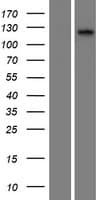 CILP2 Protein (Over-Expression Lysate Myc-DDK (Flag))