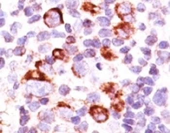 BCL2L1 / BCL-XL Antibody (aa3-14, clone SPM165, Azide-free, BSA-free)