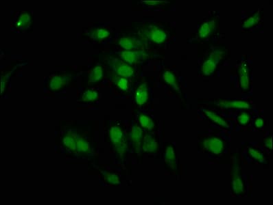 HIST1H1C Antibody