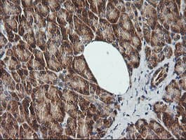 CDKN2B / p15 INK4b Antibody (clone OTI8H4, Carrier-free)