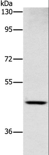 SIGLEC6 Antibody