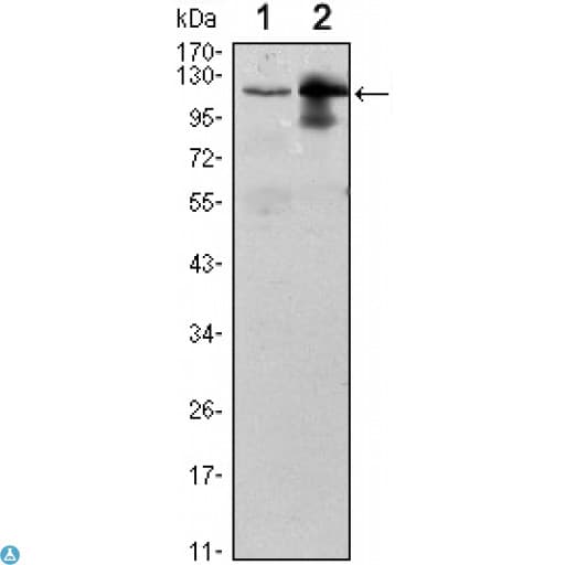 UBE1L / UBA7 Antibody