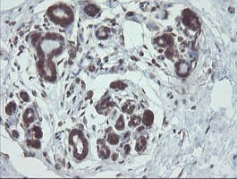 VBP1 Antibody (clone OTI1D1)